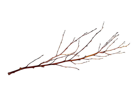 Close-up of bare, thin, brown tree branches with small buds, set against a solid black backdrop