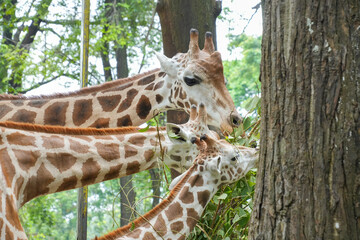 A group of giraffes feeding together on tree branches in their enclosure. © Alvi Prasetya