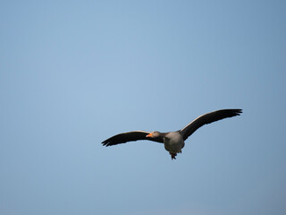 Obraz premium Graugans, Anser anser