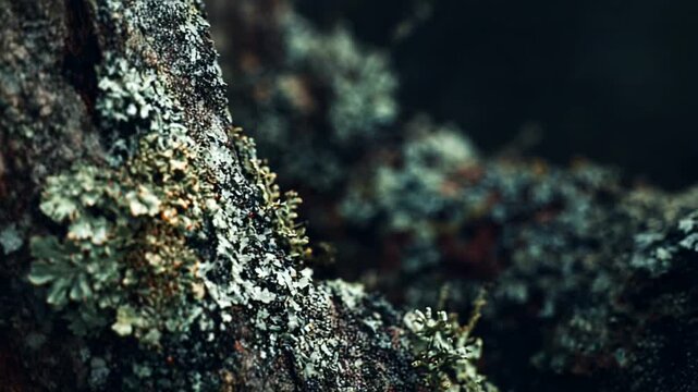 Close-up of lichen and moss growing on tree bark in nature.