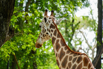Back view of a giraffe showing its patterned skin and long neck while standing in a park. © Alvi Prasetya