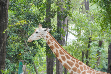 Close-up portrait of a giraffe's head with lush green trees in the background at a safari park. © Alvi Prasetya