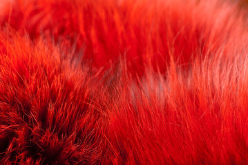 Fototapeta premium Red background, close-up of red fur in the photo