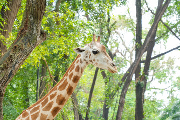 Close-up portrait of a giraffe's head with lush green trees in the background at a safari park. © Alvi Prasetya