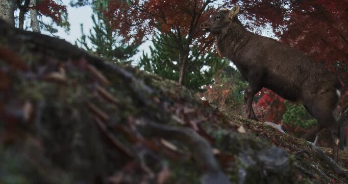 Low, slow motion shot of male deer walking up small hill in autumn park