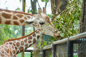 A giraffe eating green leaves and twigs from a tree in its natural habitat. © Alvi Prasetya