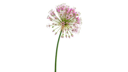 Flower with pink petals grows tall on green stem isolated on transparent background
