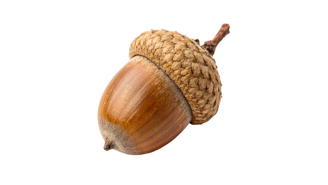 An acorn is shown with a round, textured cap isolated on transparent background
