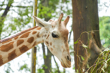 A giraffe eating green leaves and twigs from a tree in its natural habitat. © Alvi Prasetya