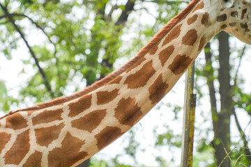 Side view of a giraffe neck and head reaching into green leafy branches to eat in a lush, sunny forest park environment. © Alvi Prasetya
