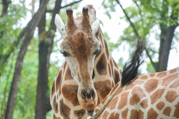 Close-up portrait of a giraffe's head with lush green trees in the background at a safari park. © Alvi Prasetya