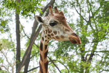 Close-up portrait of a giraffe's head with lush green trees in the background at a safari park. © Alvi Prasetya