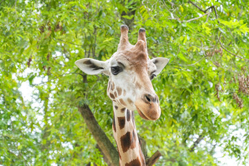 Close-up portrait of a giraffe's head with lush green trees in the background at a safari park. © Alvi Prasetya