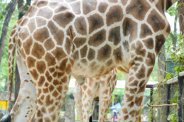 Abstract close-up of a giraffe's unique brown and white spotted skin pattern. © Alvi Prasetya