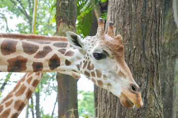 Close-up portrait of a giraffe's head with lush green trees in the background at a safari park. © Alvi Prasetya