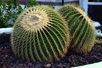 Echinocactus grusonii en gros plan dans un jardin