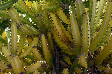 Euphorbia Ingens en gros plan