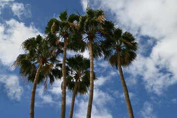Palmiers dress&eacute;s dans le ciel bleu avec quelques nuages