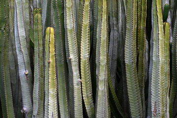 Euphorbia canariensis en gros plan