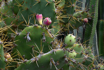 Figuier de  barbarie avec des fruits