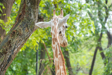 Back view of a giraffe head and long neck looking into a lush green forest, showing unique spots and ossicones horns. © Alvi Prasetya