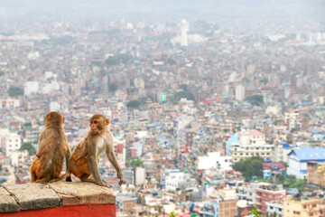 Rhesus macaques at the background of the Kathmandu