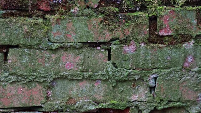 A Slider Shot Panning Across The Textured Surface Of An Old, Decaying Brick Wall Overgrown With Green Moss And Algae.