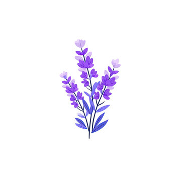Digitally created illustration of several lavender stems with violet and white blossoms against black