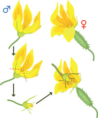 Obraz premium Pollinating female cucumber flower with a male flower