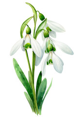 Obraz premium Delicate watercolor illustration of clustered snowdrop flowers with pristine white petals