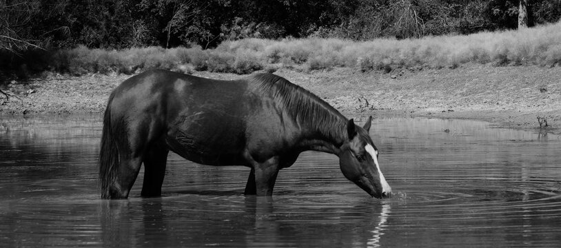 Gelding horse drinking from pond water while cooling off on Texas ranch in black and white