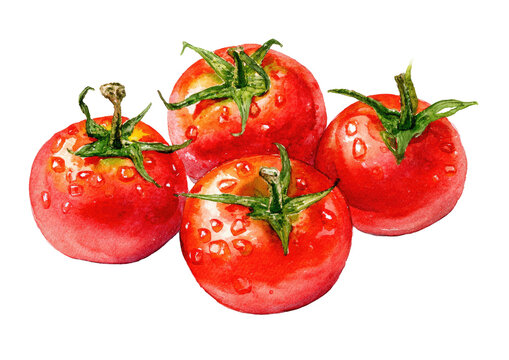 Watercolor illustration of four ripe, juicy tomatoes with green stems and water droplets