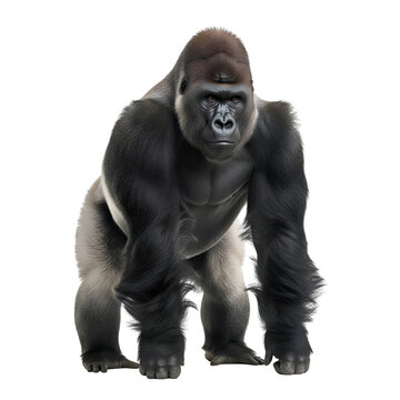 Powerful Silverback Gorilla Standing on White Background , Isolated on Transparent Background 