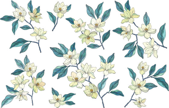 Elegant vector illustration set of magnolia flower branches with blooming flowers and lush leaves. Hand-drawn botanical style with soft pastel tones creates a refined natural look.