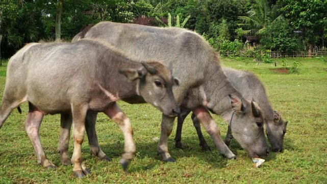 The water buffalo (Bubalus bubalis), also called the Asiatic buffalo, domestic water buffalo or Asian water buffalo, is a large bovid originating in the Indian subcontinent and Southeast Asia. 