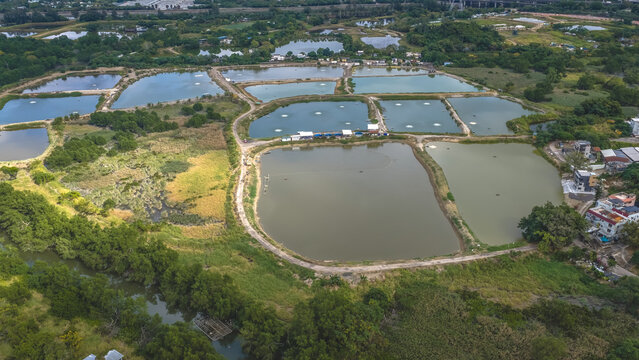 Dec 20 2025 Nam Sang Wai Wetland With Calm Reflective Water Surface