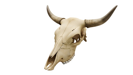 Cow skull with horns, weathered bone texture, side view, isolated on white, Generative Ai