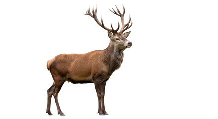 Majestic red deer stag isolated PNG, standing tall with impressive antlers on transparent...