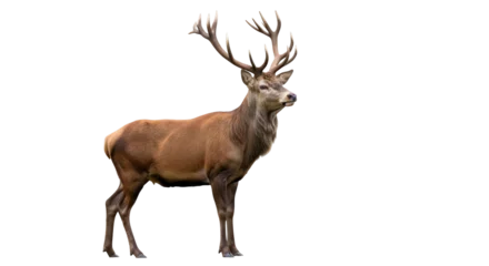 Fototapeten Hirsch Majestic red deer stag isolated PNG, standing tall with impressive antlers on transparent background for wildlife and nature designs  © PAPADOMUS