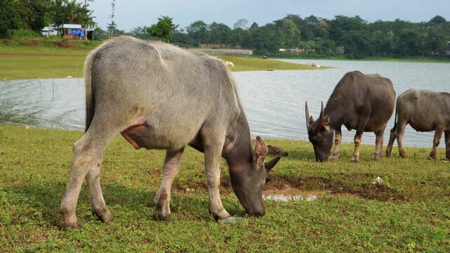 The water buffalo (Bubalus bubalis), also called the Asiatic buffalo, domestic water buffalo or Asian water buffalo, is a large bovid originating in the Indian subcontinent and Southeast Asia. 