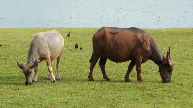 The water buffalo (Bubalus bubalis), also called the Asiatic buffalo, domestic water buffalo or Asian water buffalo, is a large bovid originating in the Indian subcontinent and Southeast Asia. 