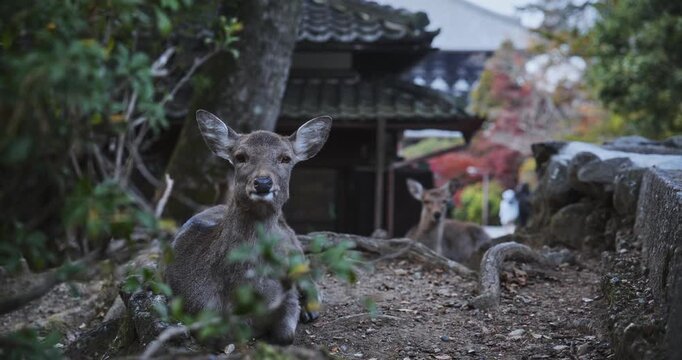 Low, locked off shot of deer chewing while laying outside of old Japanese structure - slow motion
