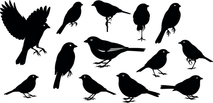 Collection of realistic black bird silhouettes featuring sparrows and finches in various flying and standing poses for nature design elements.