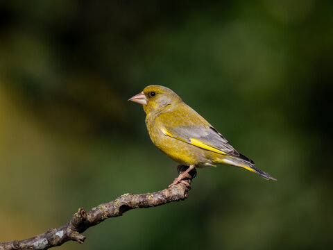 Gr&uuml;nfink, Chloris chloris