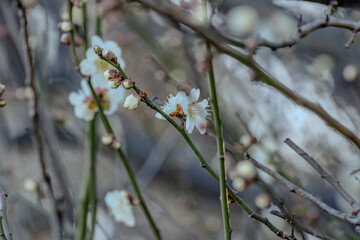 Elegant white Japanese plum blossoms (Ume) blooming in Tokyo during February. A beautiful close-up capturing the first signs of spring in Japan with delicate petals and golden sunlight.