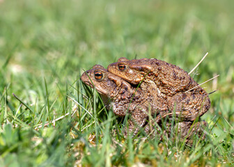 Toads ( bufo bufo ) mating in the grass
