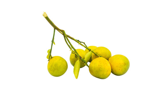 Cluster of small yellow citrus fruits on green twig with leaves isolated on transparent background.
