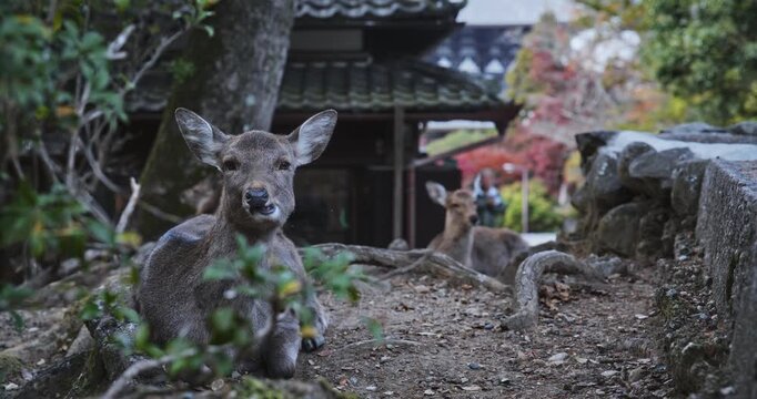 Deer chewing hypnotically while sitting in woods near ancient Japanese structure - medium shot