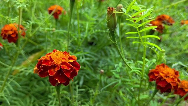 Beautiful blooming marigold flowers in the garden