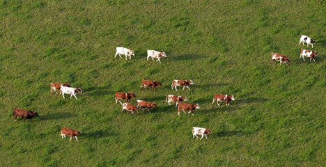 les bovins dans la campagne Bretonne de Gou&eacute;zec &agrave; Spezet vu de montgolfi&egrave;re en Finist&egrave;re France